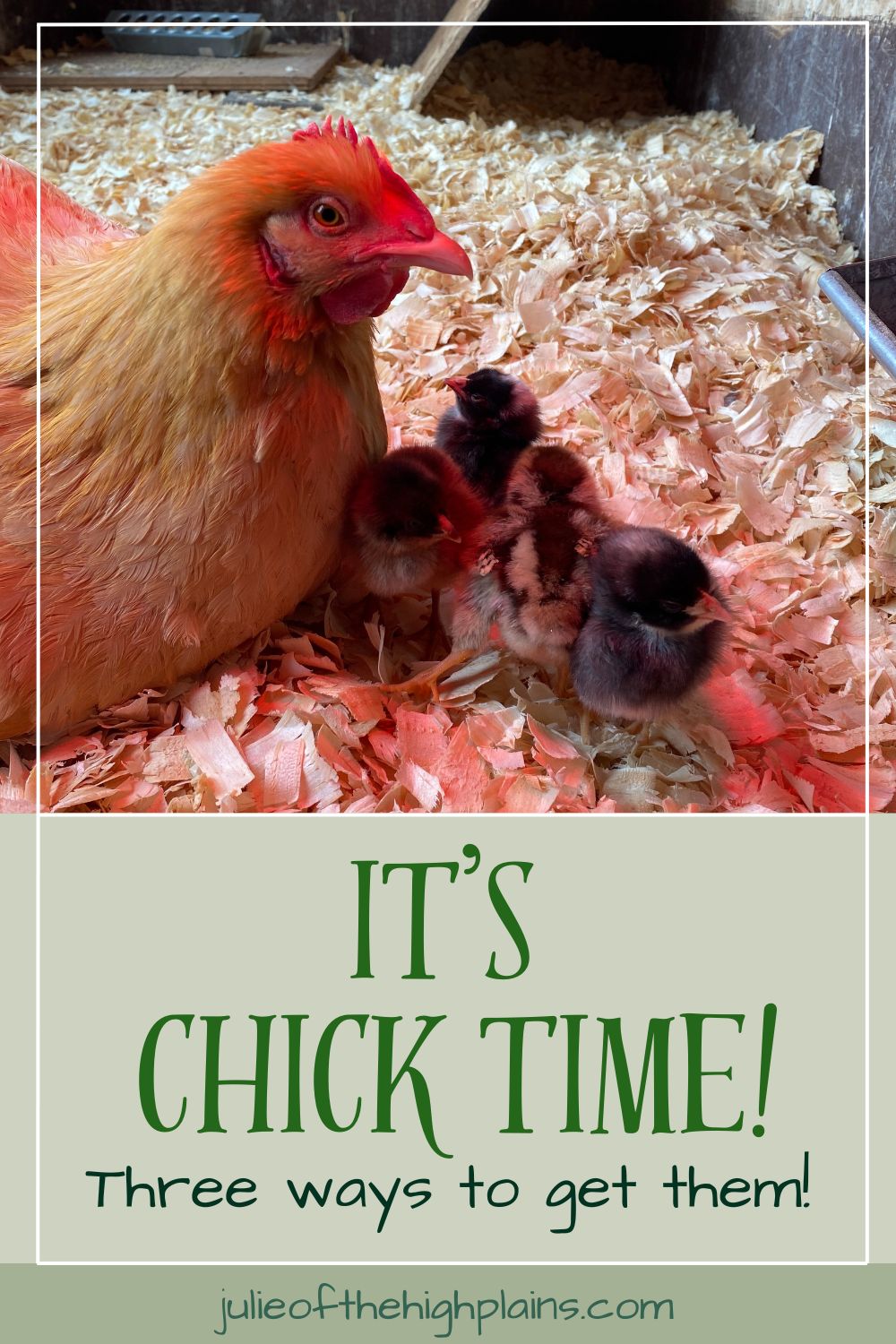 A hen sitting by her 4 brand new chicks.