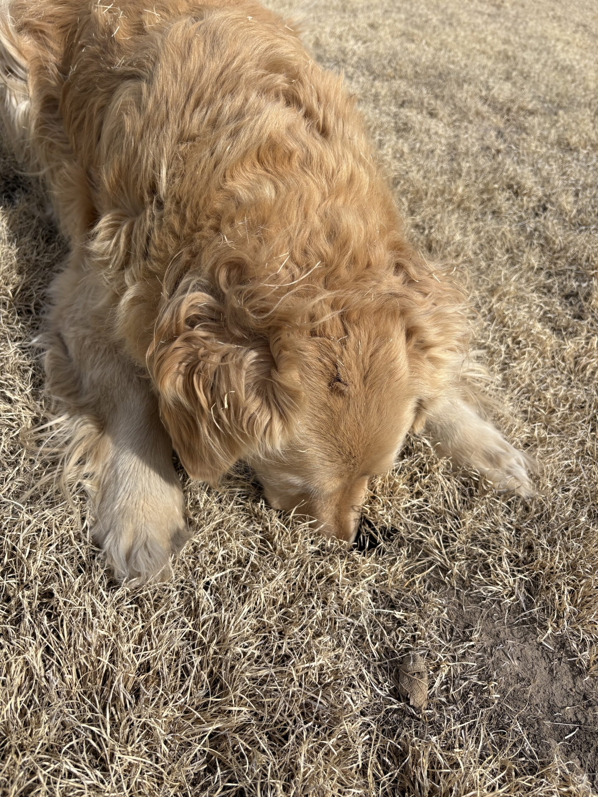 Breeze the Golden with her nose in a ground squirrel hole.