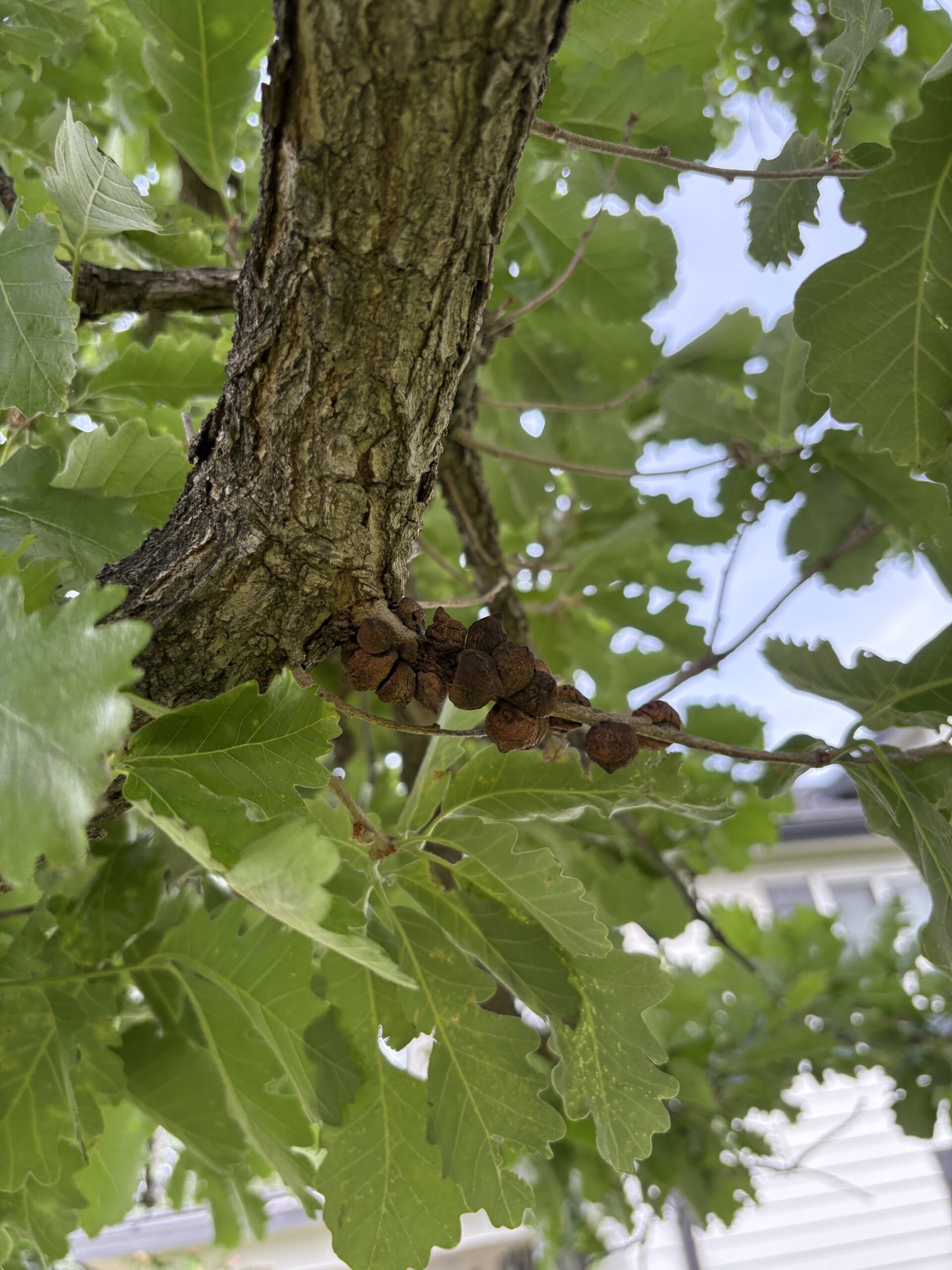 Oak tree galls on my Burr Oak.